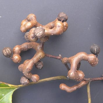 Fleshy peduncles are very tasty