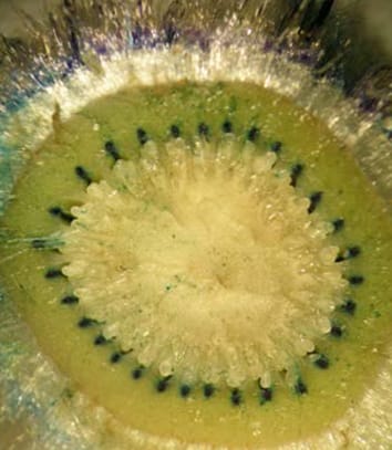 Hydraulic resistances in developing kiwifruit berry