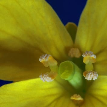 Live! It’s The Pollination Show!