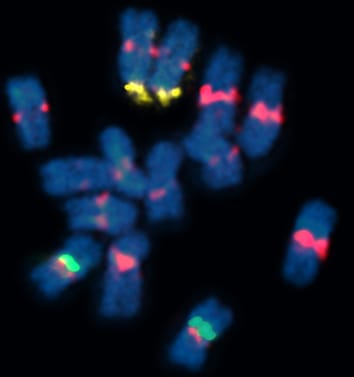Molecular cytogenetics of repetitive DNA in jute species