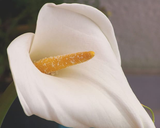 Image: Júlio Reis/Wikimedia Commons.