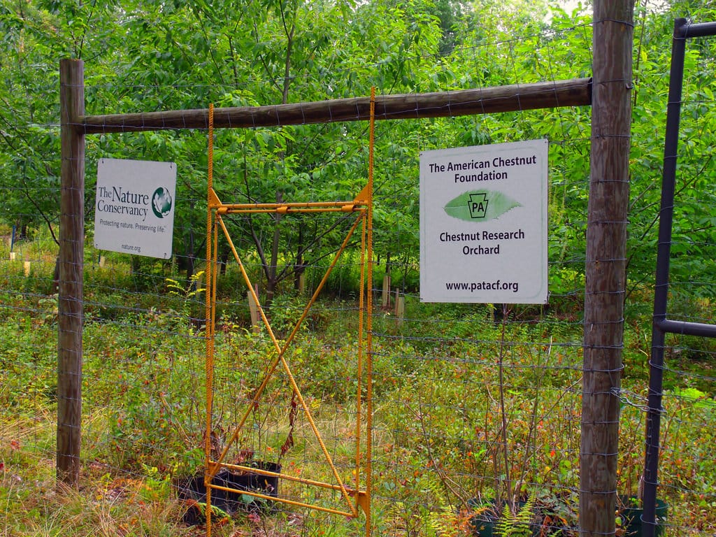 American Chestnut research
