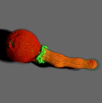 How does the vital interaction between pollen and pistil work?