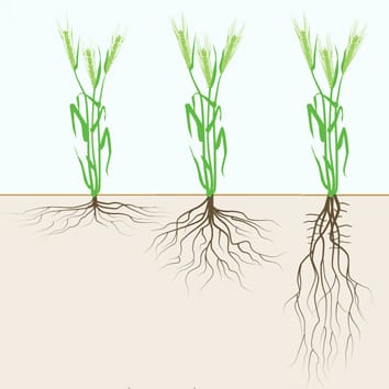 Matching roots to their environment (Special Issue)