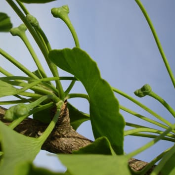 Gymnosperm B-sister genes and ovule/seed development
