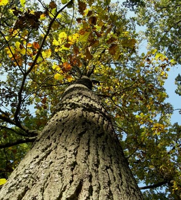 Individual mating patterns in mixed oak stands