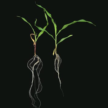 miRNAs responsive to low nitrate