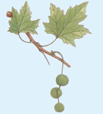 Molecular analyses help resolve the evolution of Platanus