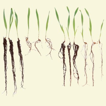 HvAACT1 increases Al3+-tolerance in wheat and barley