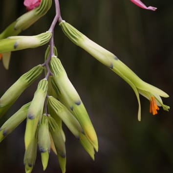 Pollen limitation in hummingbird-pollinated plants