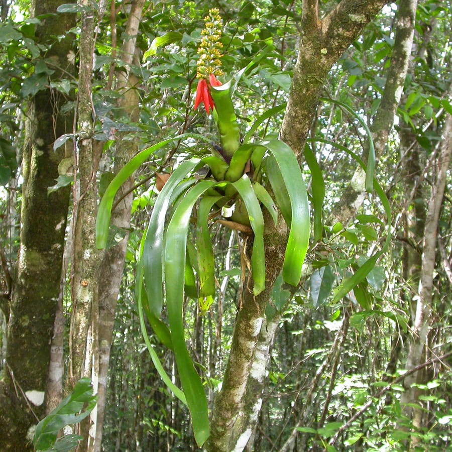 Mutualistic ants contribute to bromeliad nutrition