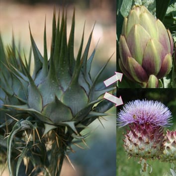 Population structure and domestication events within Cynara