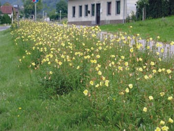 Primroses (genus Oenothera) are one of the group where it is difficult to align taxa invasive in Europe to their native North American counterparts.