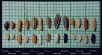 Phenotypic characters of rice landraces reveal independent lineages of short-grain aromatic indica rice
