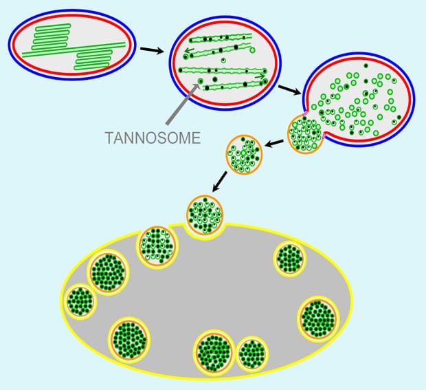 Tann-fastic, a new plant organelle(!!)