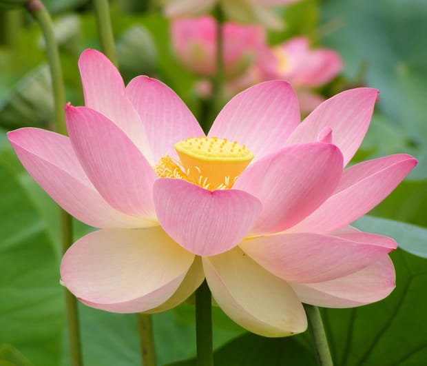 A new lotus effect..?