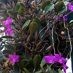 Teaching kids about plants