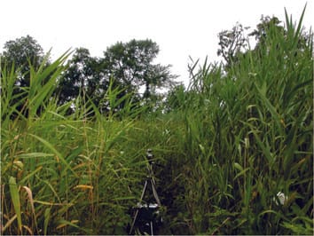 Physiological ecology and functional traits of North American native and Eurasian introduced Phragmites australis lineages
