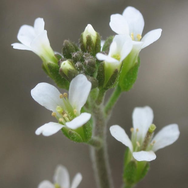 Image: Alberto Salguero/Wikimedia Commons.