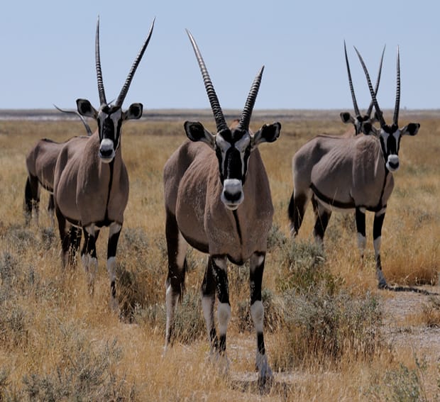 Image: Hans Stieglitz/Wikimedia Commons.