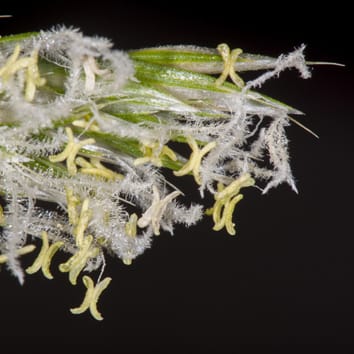 Hybridization and long-distance colonization at different time scales