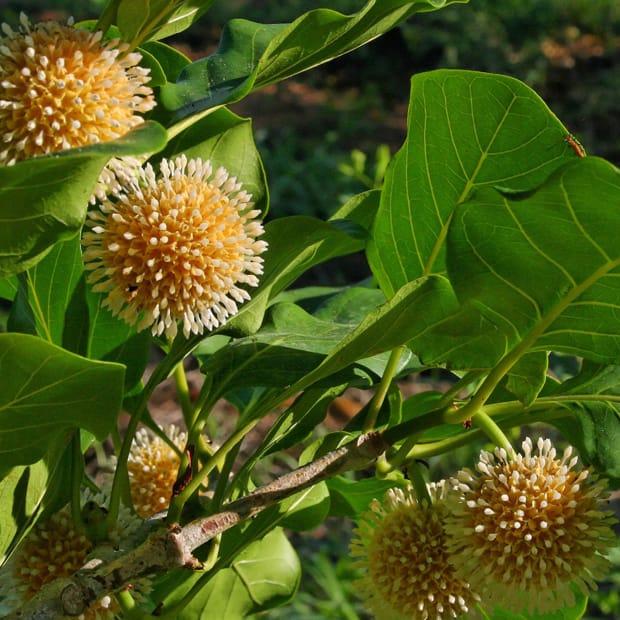 Money doesn’t grow on trees..?