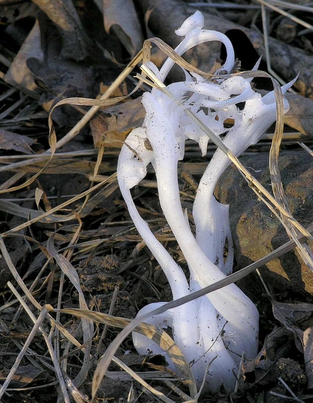 Spotlight on macronutrients: Hydrogen (and oxygen…)