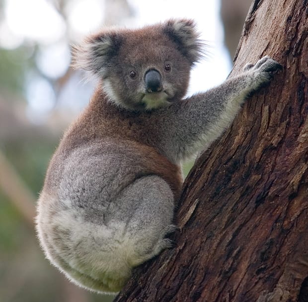 Money doesn’t grow on trees… (2) [Or, From cuddly koalas to bird poo…]