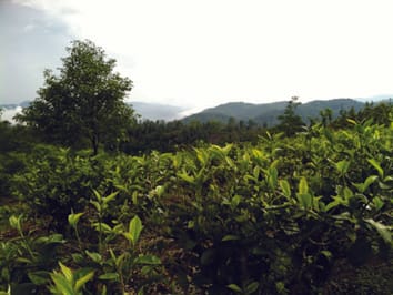 Effects of water availability and pest pressures on tea (Camellia sinensis) growth and functional quality