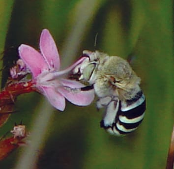 Floral specialization and angiosperm diversity: Phenotypic divergence, fitness trade-offs, and realized pollination accuracy