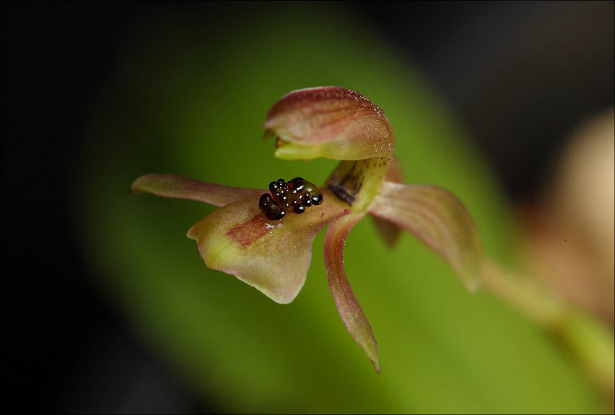 A plant’s ultraviolet secret is hidden in broad daylight