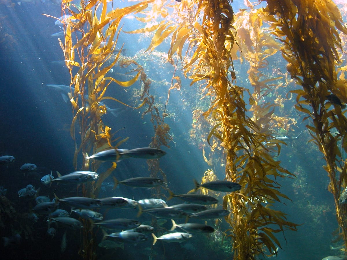 Half measures don’t work when restoring marine forests