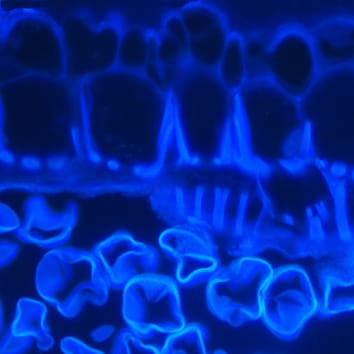 Tapetum and middle layer control of male fertility in kiwifruit