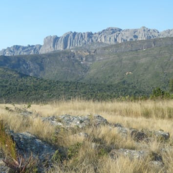 Phylogenomics and taxonomy of an isolated panicoid lineage