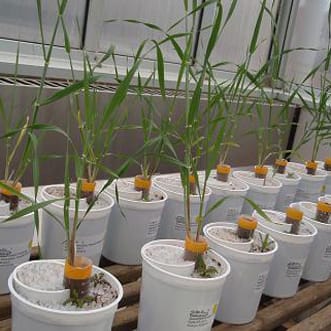 AM fungi and P acquisition by hemiparasitic Pedicularis