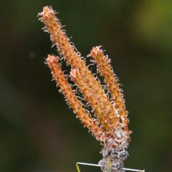 Duration of shoot elongation in Scots pine