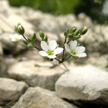 Central–marginal diversity in a Mediterranean endemic