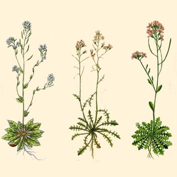 Timetable for allopolyploidy in flowering plants (Viewpoint)