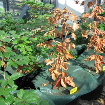 Water stress, xylem hydraulic failure and tree death