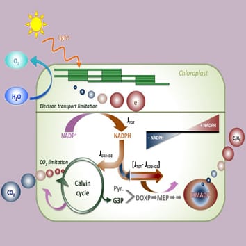 A unifying model for isoprene emission (Research in Context)