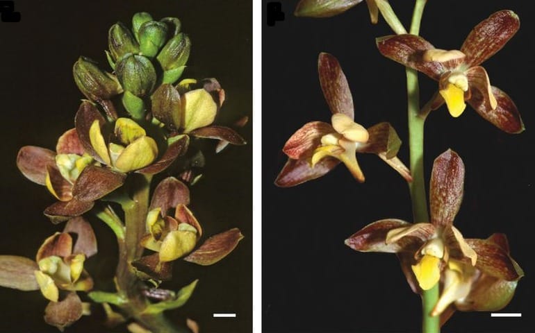 Eulophia parviflora forms