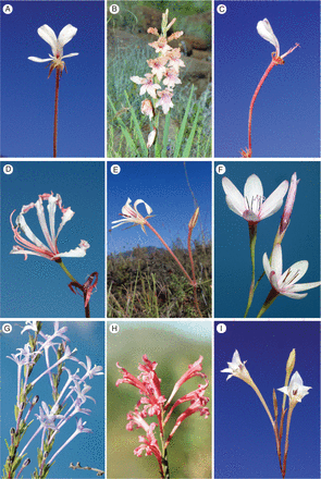 Plants adapt to accommodate a long proboscis in South Africa.