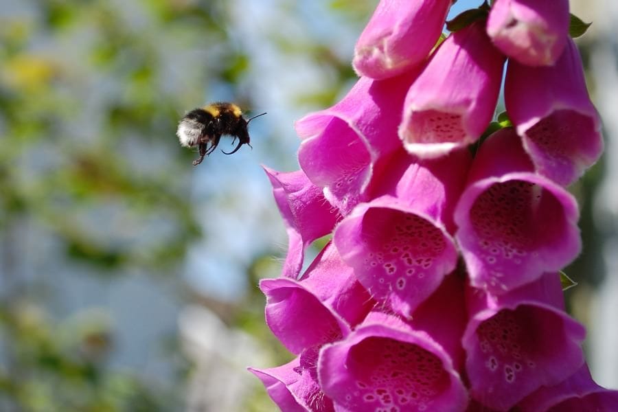 Bombus hortorum and Digitalis purpurea