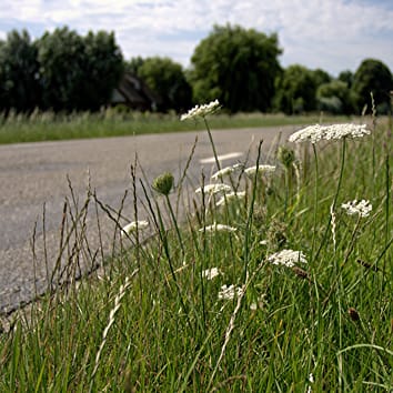 Measuring the flow of transgenes from GM crops into wild plants