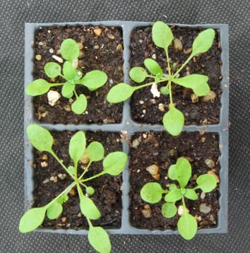 Stabilization of yield in plant genotype mixtures