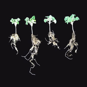 Cluster roots, P and growth rate in Lupinus