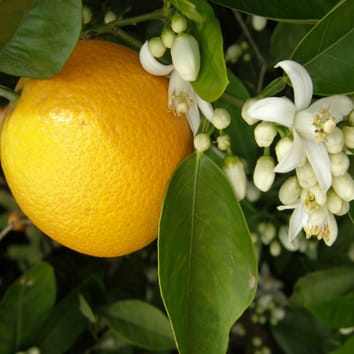 Regulation of juvenile-to-adult transition in citrus