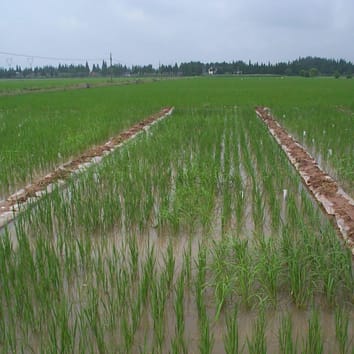 Auxin distribution and nitrate in rice roots