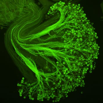 Pollen receipt and quality in endemic-rich communities