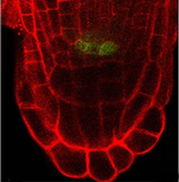 Control of quiescent centre formation in adventitious roots